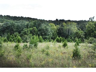 Property photo 8 - LAND AUCTION - 261+/- ACRES IN BRECKINRIDGE COUNTY